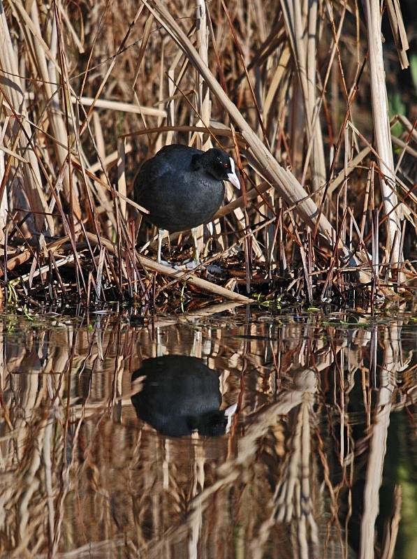 Coot - Crakes and rails