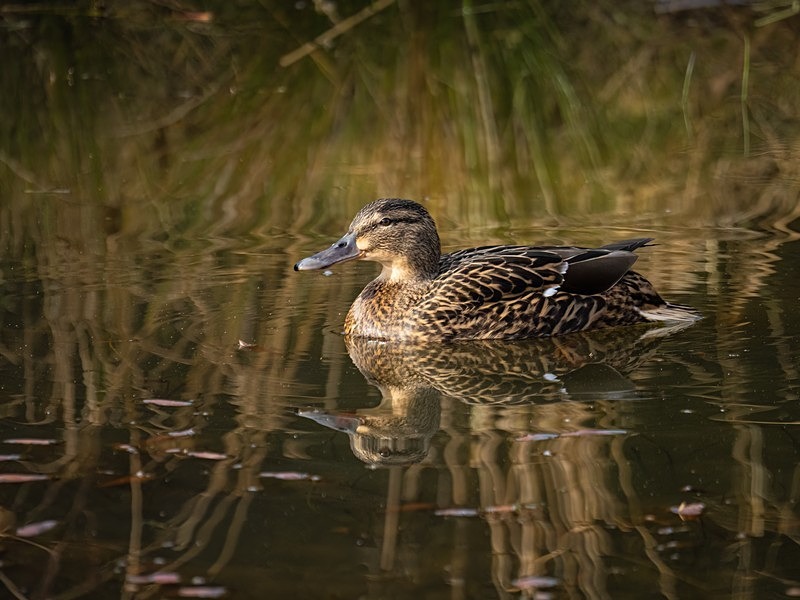 Mallard - Dabbling ducks