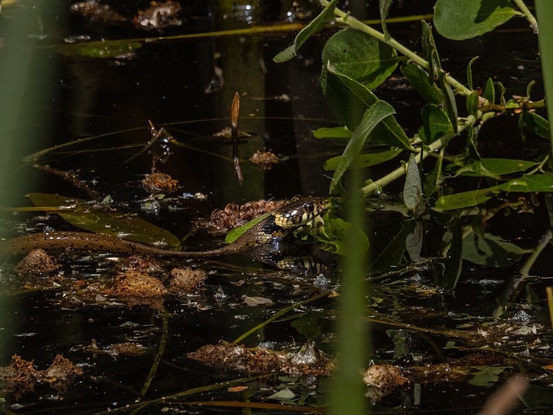 Grass Snake - Snakes