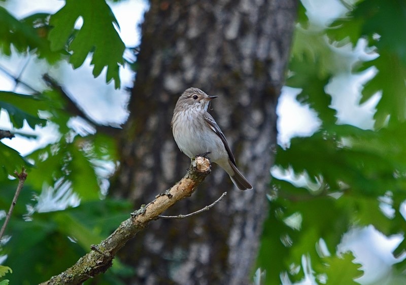 Spotted Flycatcher - Bulgaria