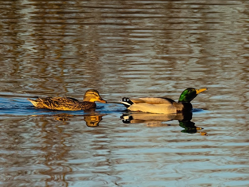 Mallards - Dabbling ducks