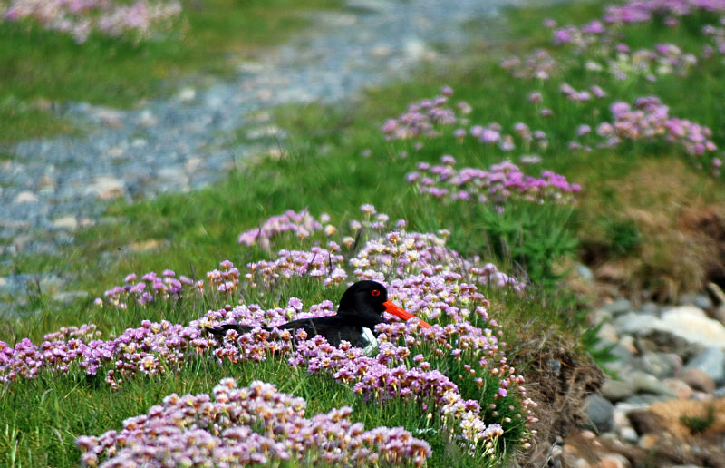 Oystercatcher - Oystercatchers