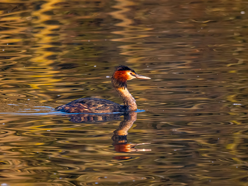 Great Crested Grebe - Latest photos