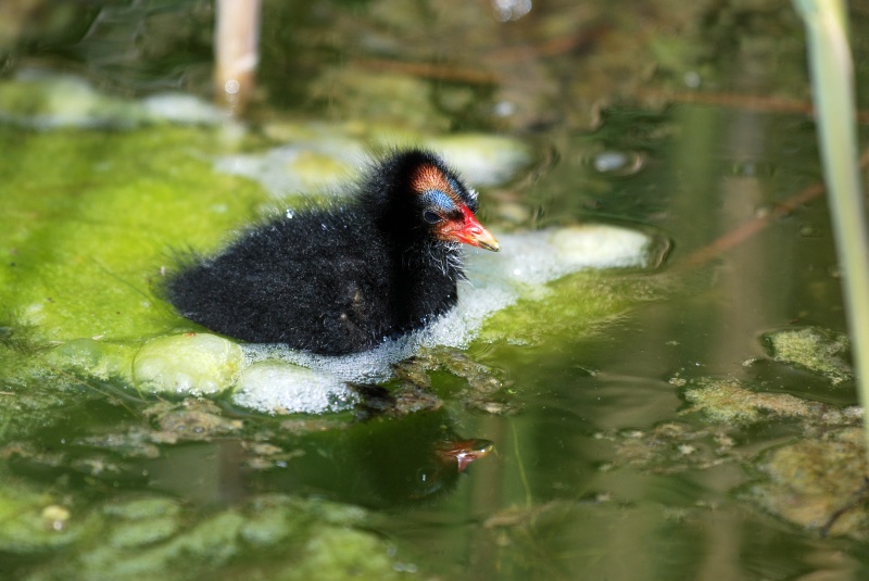 Moorhen chick - Crakes and rails