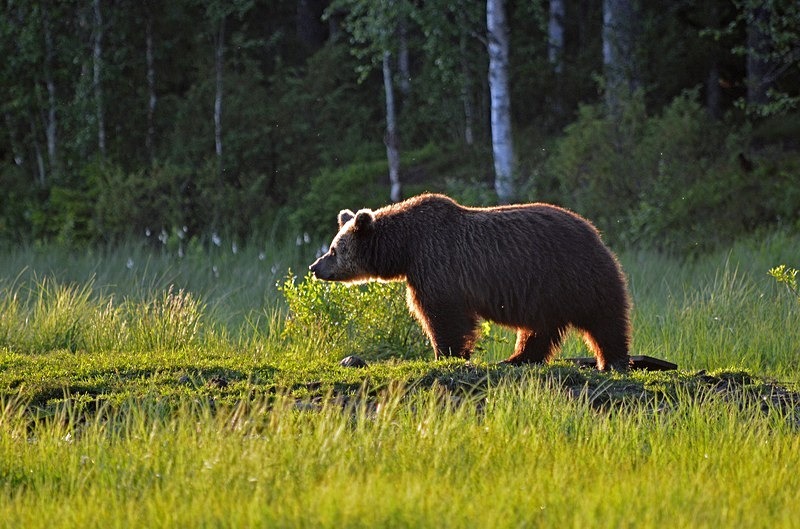 Brown Bear - North Finland - part 2