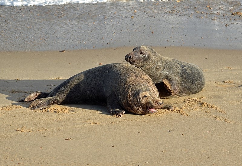 Atlantic Grey Seals - Atlantic Grey Seals