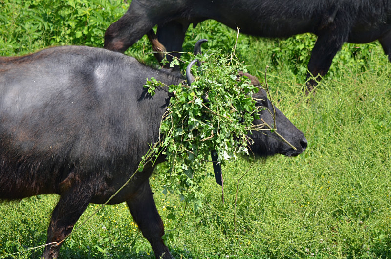 Water Buffalo - Central Macedonia