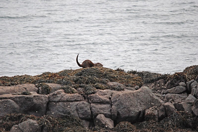 Otter - Otters