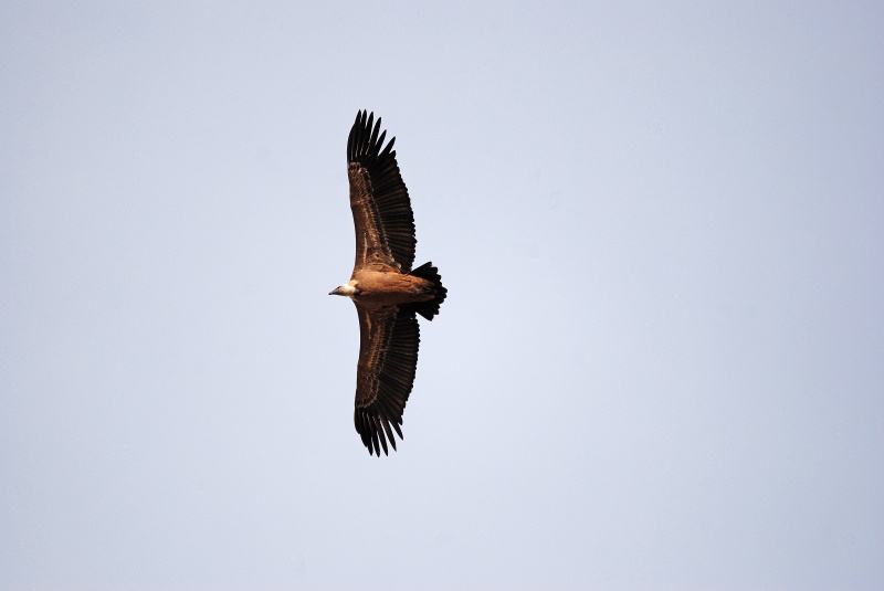 Griffon Vulture - Aragon