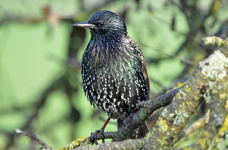 Starling