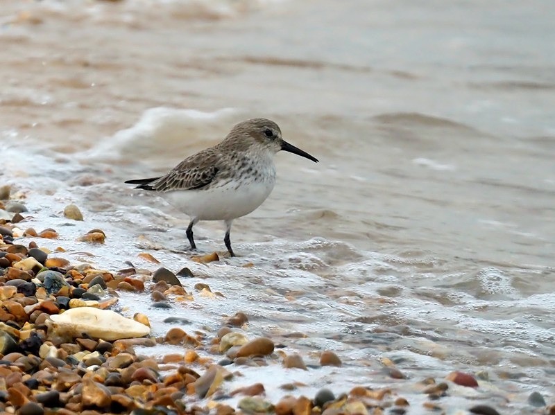 Dunlin - Sandpipers