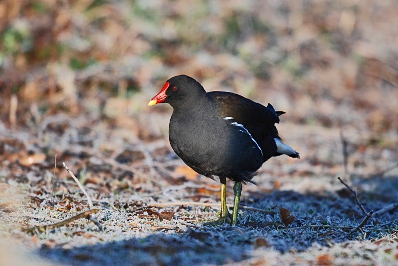 Moorhen - Crakes and rails