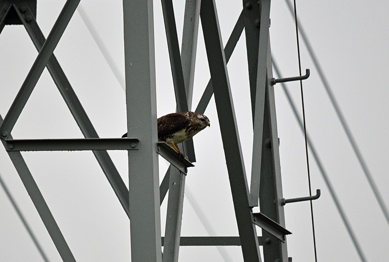 Common Buzzard - Netherlands - December 2019