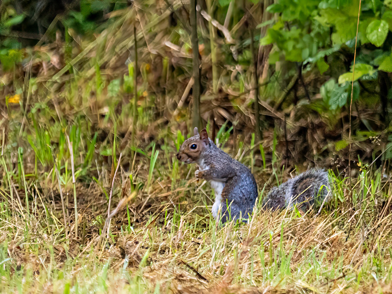Grey Squirrel - Latest photos
