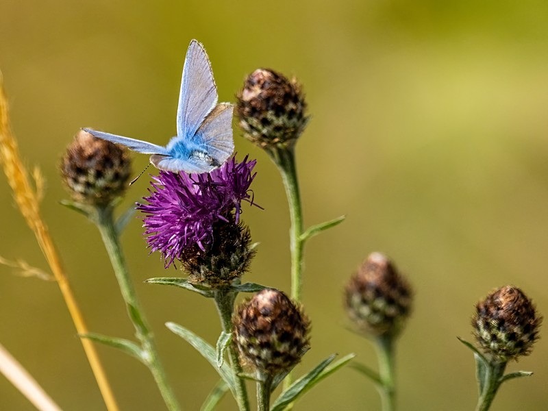 Common Blue - Butterflies