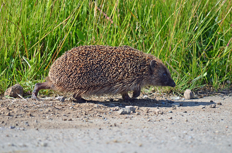 Hedgehog - Other mammals