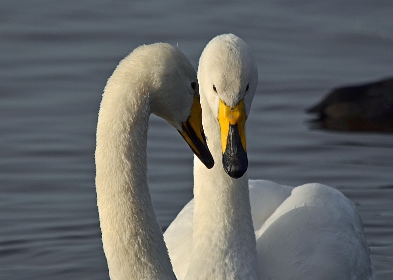Whooper Swans - Whooper and Bewick's Swans