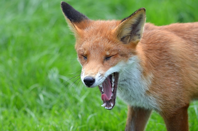 Red Fox - Red Fox
