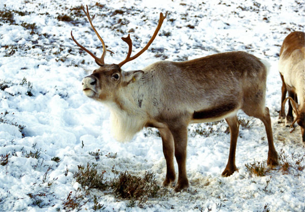 Reindeer