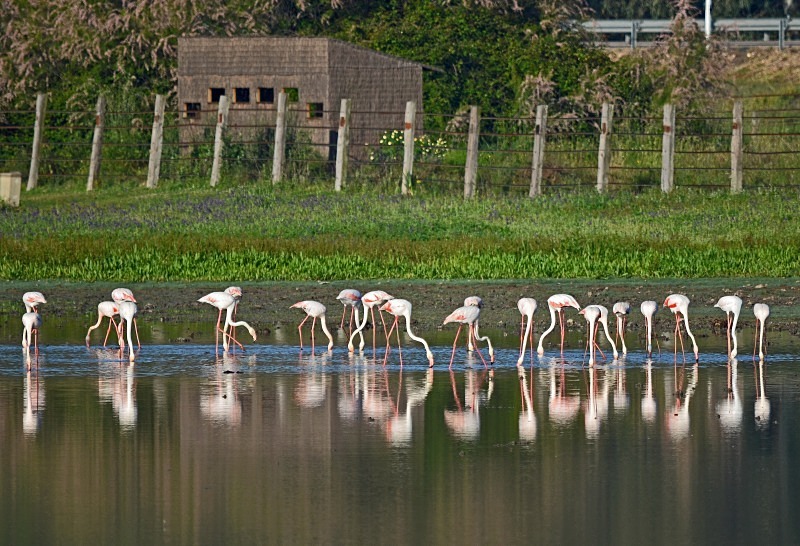 Greater Flamingos - South and west Spain - April and May 2012