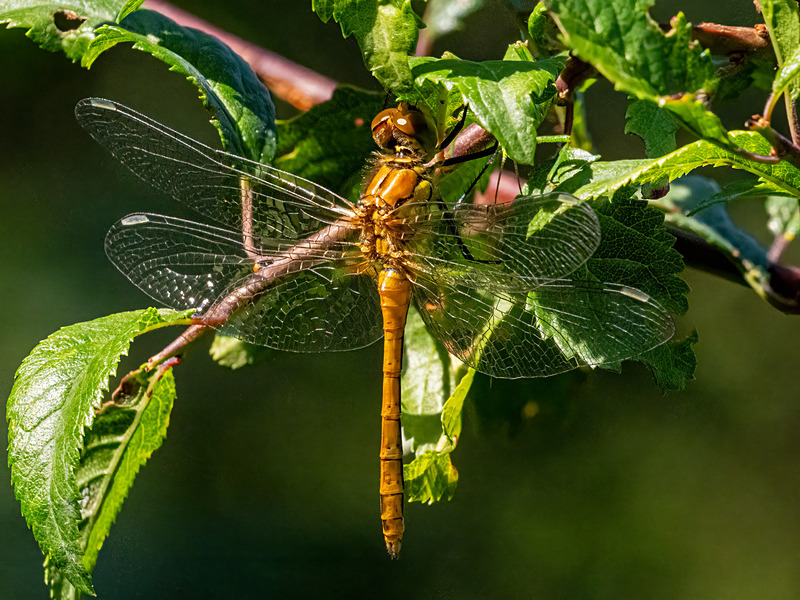 Ruddy Darter - Latest photos