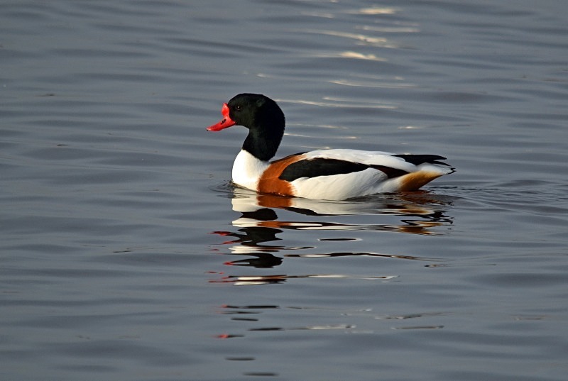 Shelduck - Shelducks