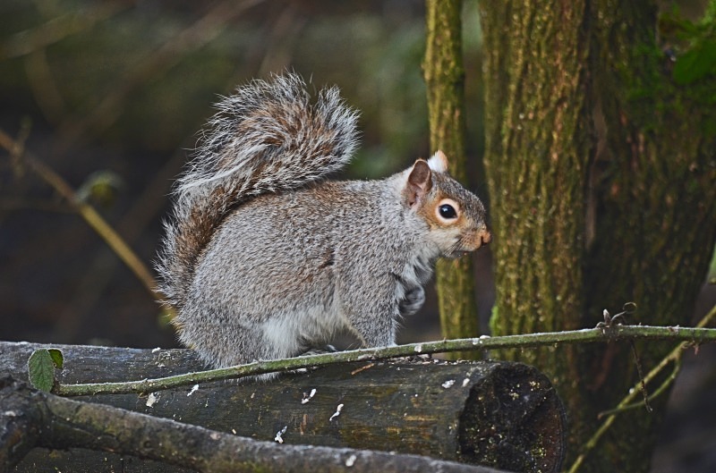 Grey Squirrel - Grey Squirrels