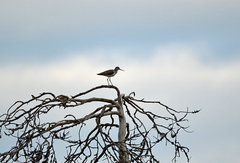 Greenshank - North east Finland