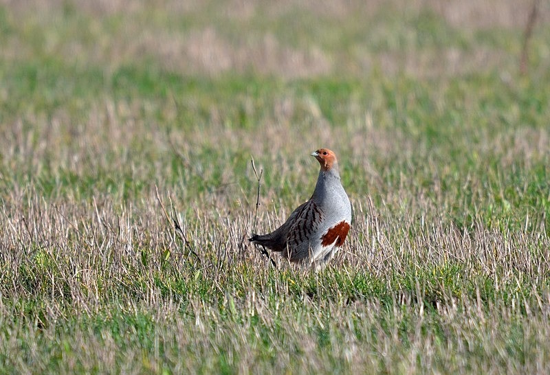 Grey Partridge - Game birds