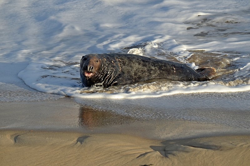 Atlantic Grey Seal - Atlantic Grey Seals