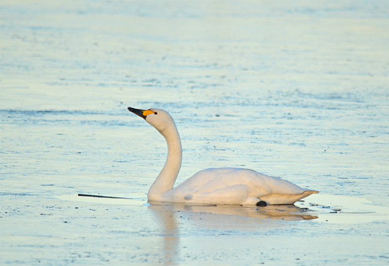 Bewick's Swan - Whooper and Bewick's Swans
