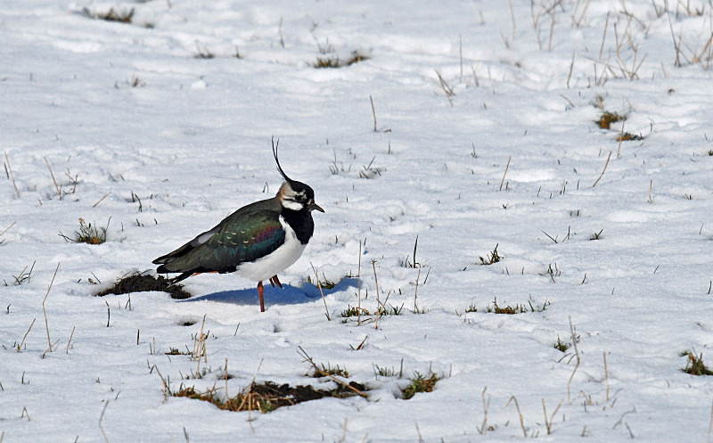 Lapwing - Plovers
