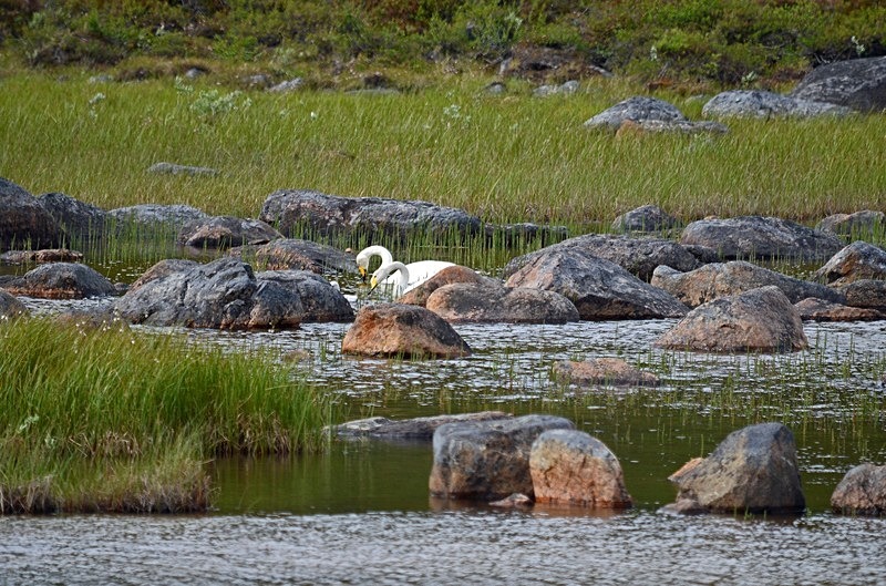 Whooper Swans - North Finland - part 1