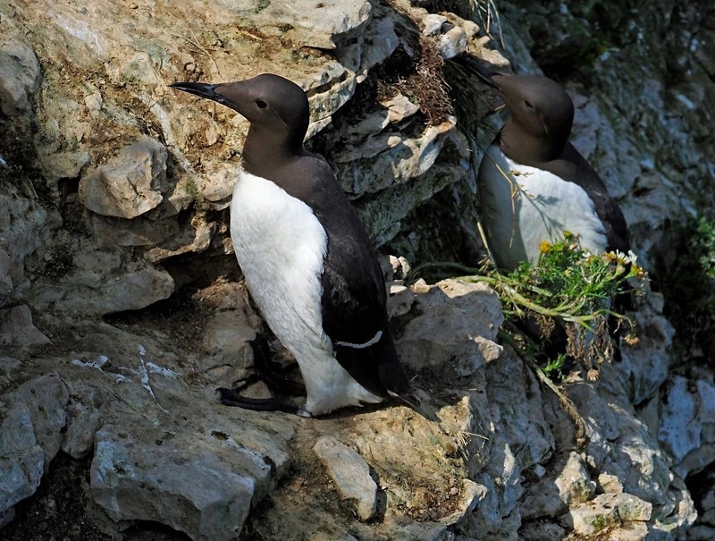 Common Guillemot - Auks