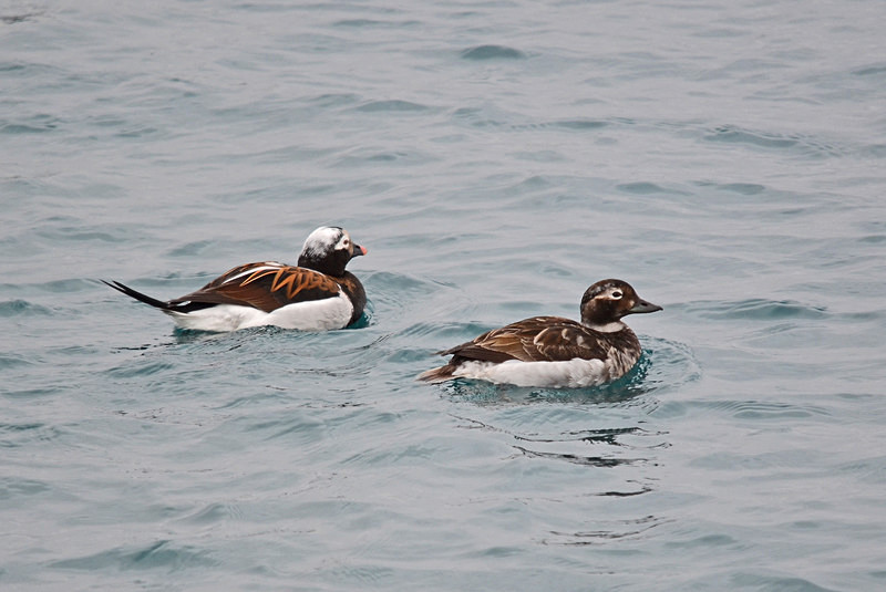 Long-tailed Ducks - North east Iceland