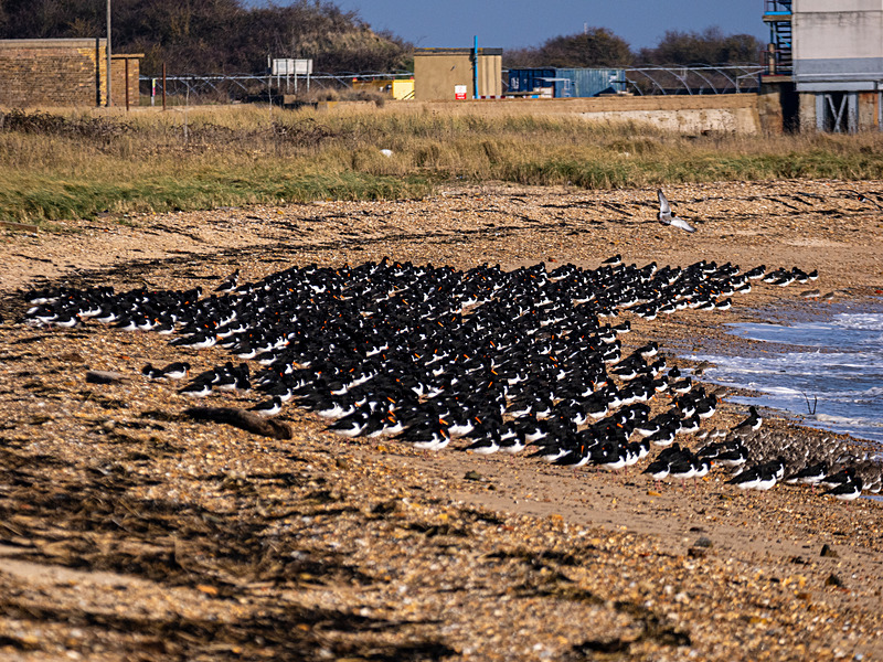 Oystercatchers - Latest photos