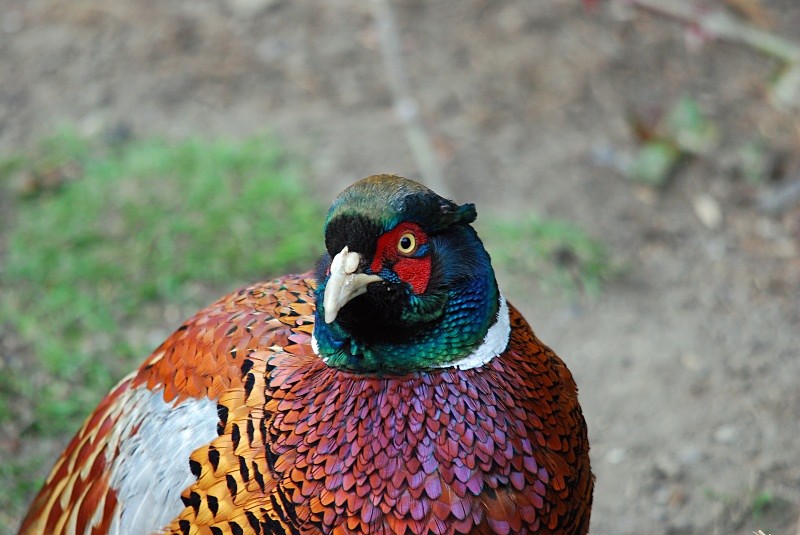 Pheasant - Game birds