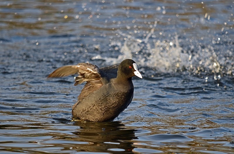 Coot - Crakes and rails