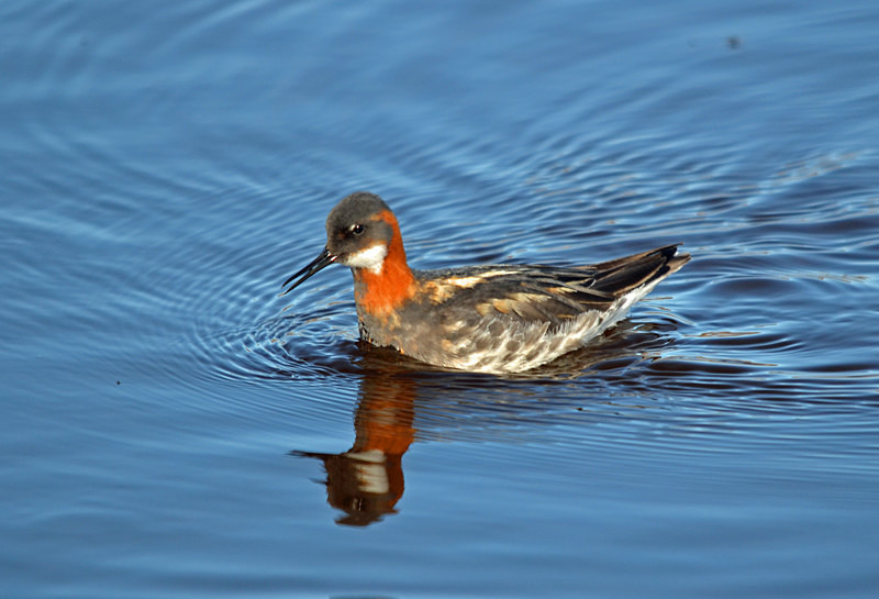 Red-necked Phalarope - Westfjords