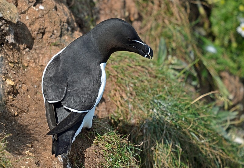 Razorbill - Auks