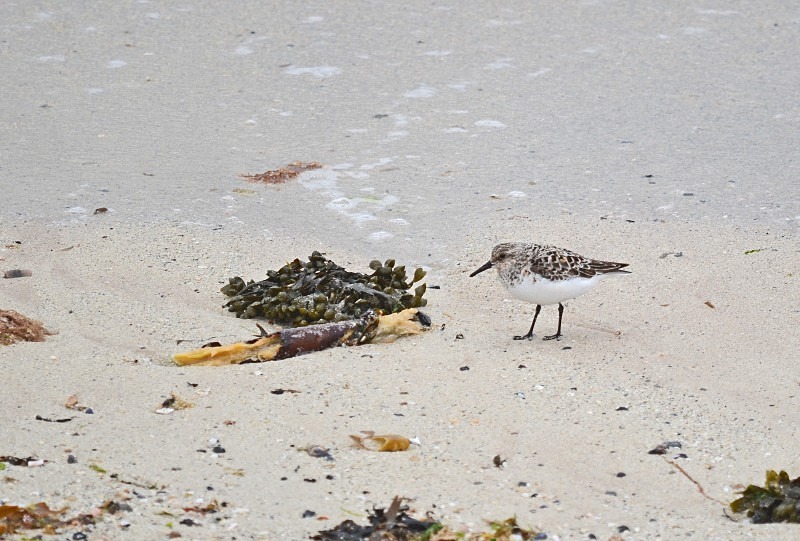 Knot - Sandpipers