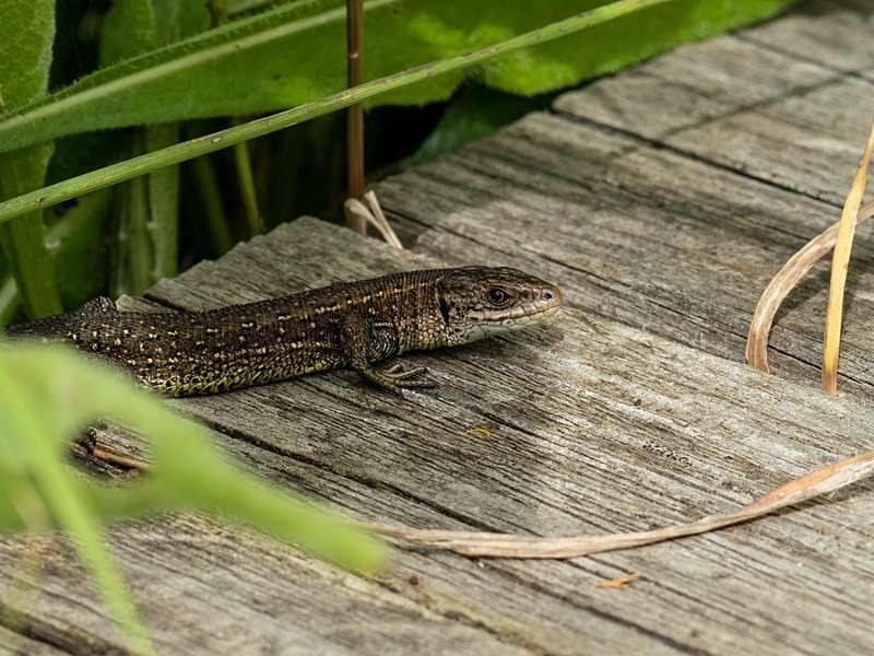 Common Lizard - Lizards