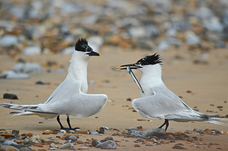 Sandwich Terns - Terns