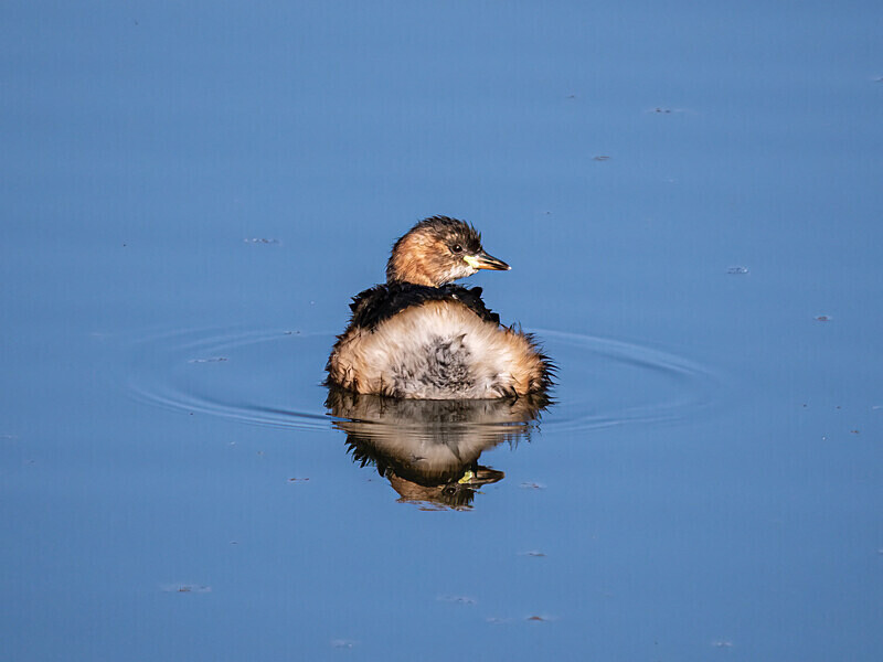 Little Grebe - Latest photos