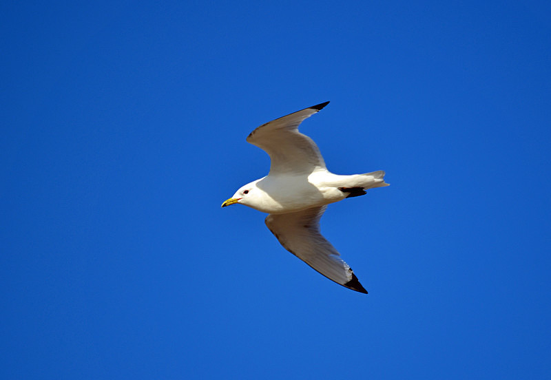 Kittiwake - Westfjords