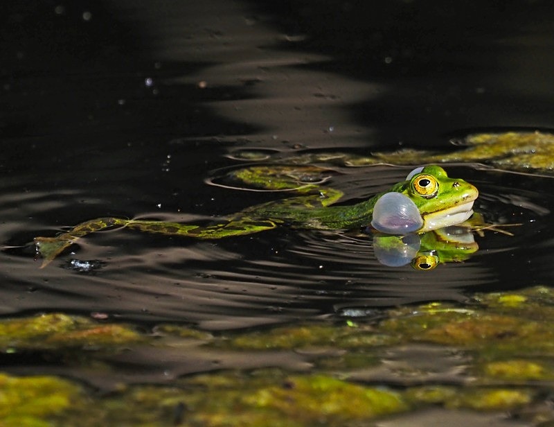 Edible Frog - Frogs and toads