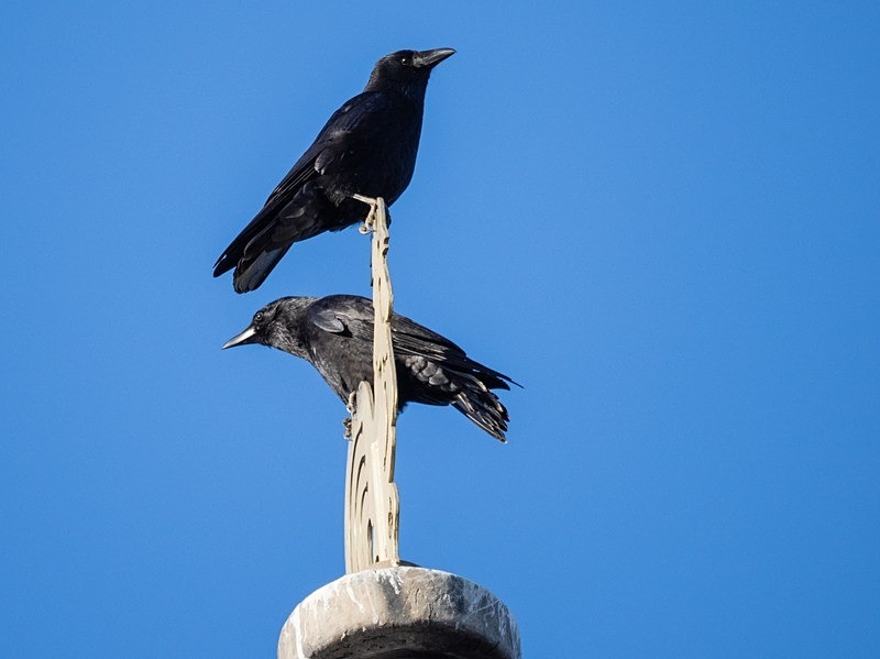 Carrion Crows - Crows