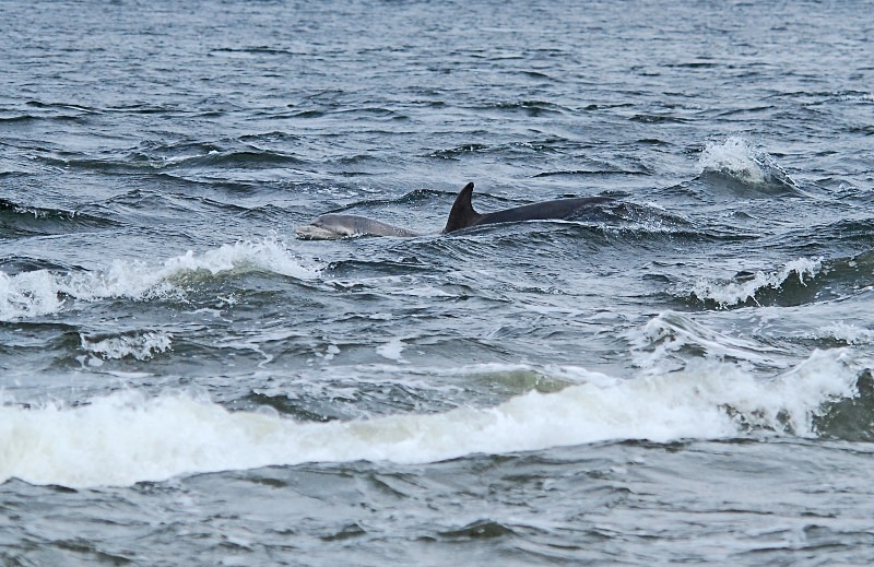 Bottlenose Dolphin - Whales and dolphins