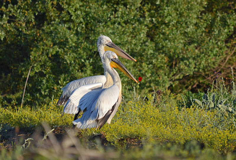 Dalmatian Pelicans - West Macedonia