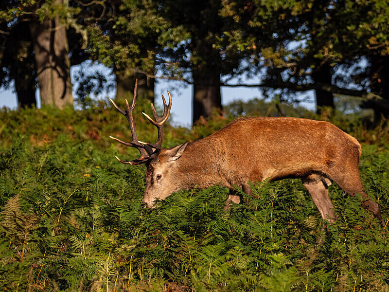 Red Deer - Latest photos
